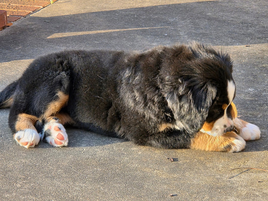Bernese Mountain Dog Puppy playing on a patio