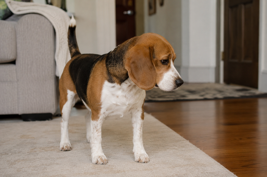Beagle standing on a rug indoors
