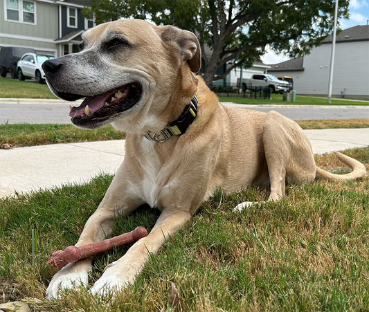 Chew’ems vs. Benebone: Which Dog Chew Toy Is the Better Choice for Your Pup?