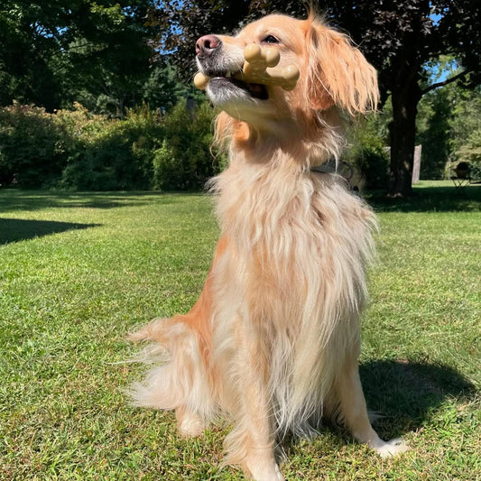 Golden Retriever with Dog Chew Toy