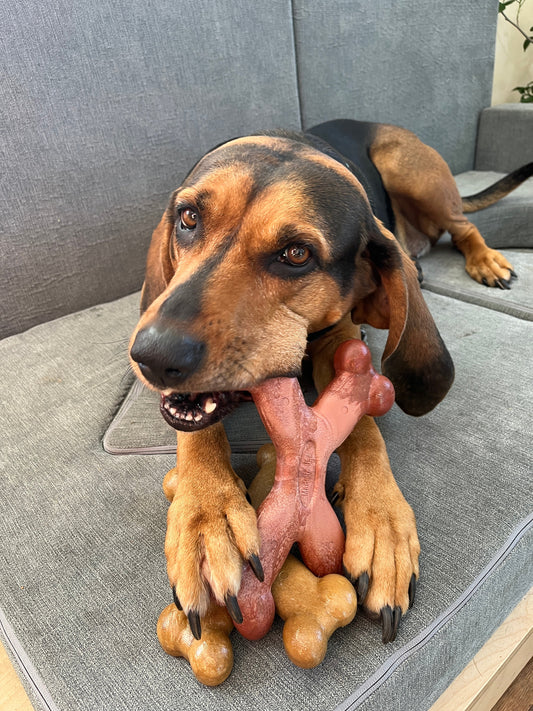 A brown and black hound-mix dog sitting comfortably on a gray dog bed indoors, chewing on a natural-colored Chew'ems enrichment toy.