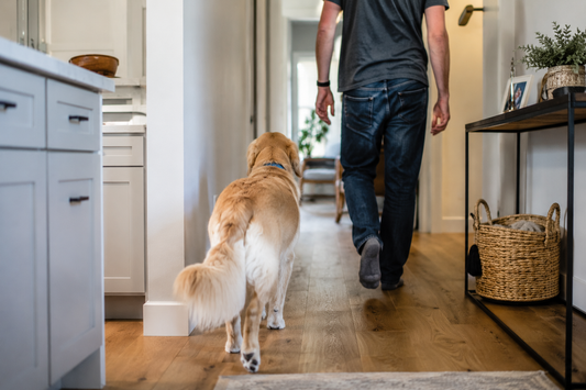 Dog following its owner in house