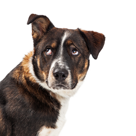 A brown, black, and white mixed-breed dog giving a dramatic "side eye" glance against a plain white background.