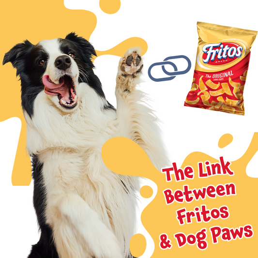 Why Do Dog Paws Smell Like Fritos?