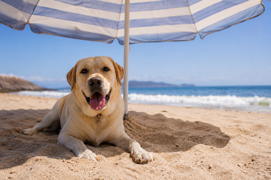 How to Keep Your Dog Cool During Hot Summer Days Outside