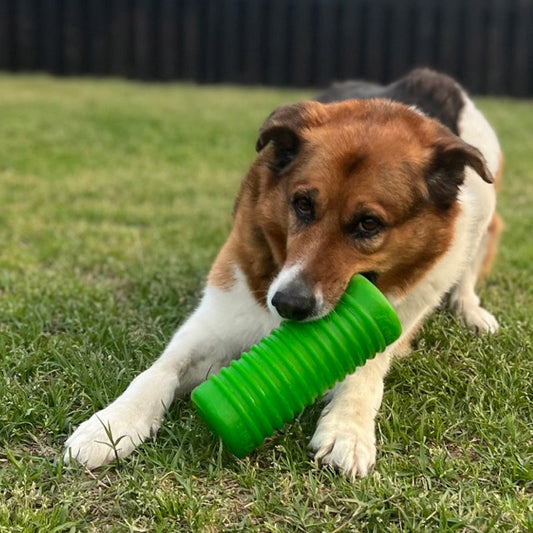 America’s Most Popular Dog Breeds and Their Chewing Habits