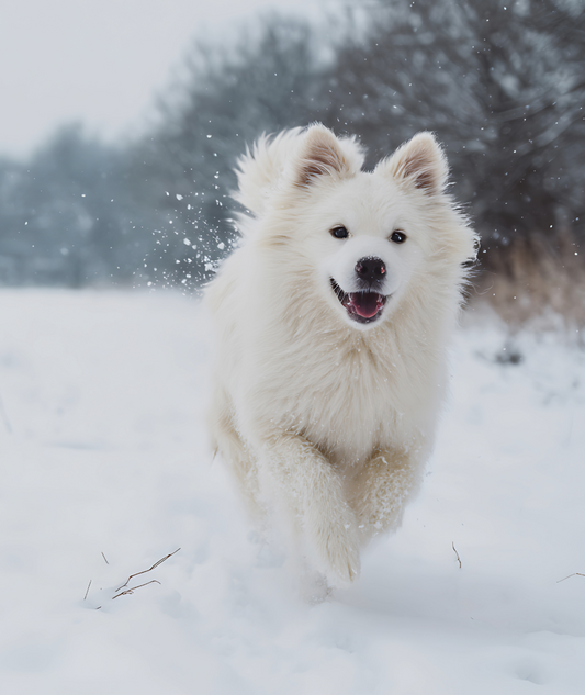 ❄️ Snow Dogs: Fun Facts & Fascinating History of the Breeds Built for Winter