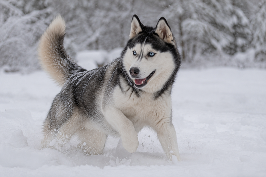 A Siberian Husky with striking blue eyes stands alertly in a snowy landscape, its thick black, gray, and white coat dusted with light snow.