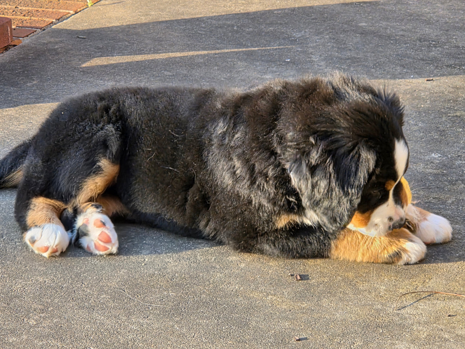 Bernese Mountain Dog Puppy