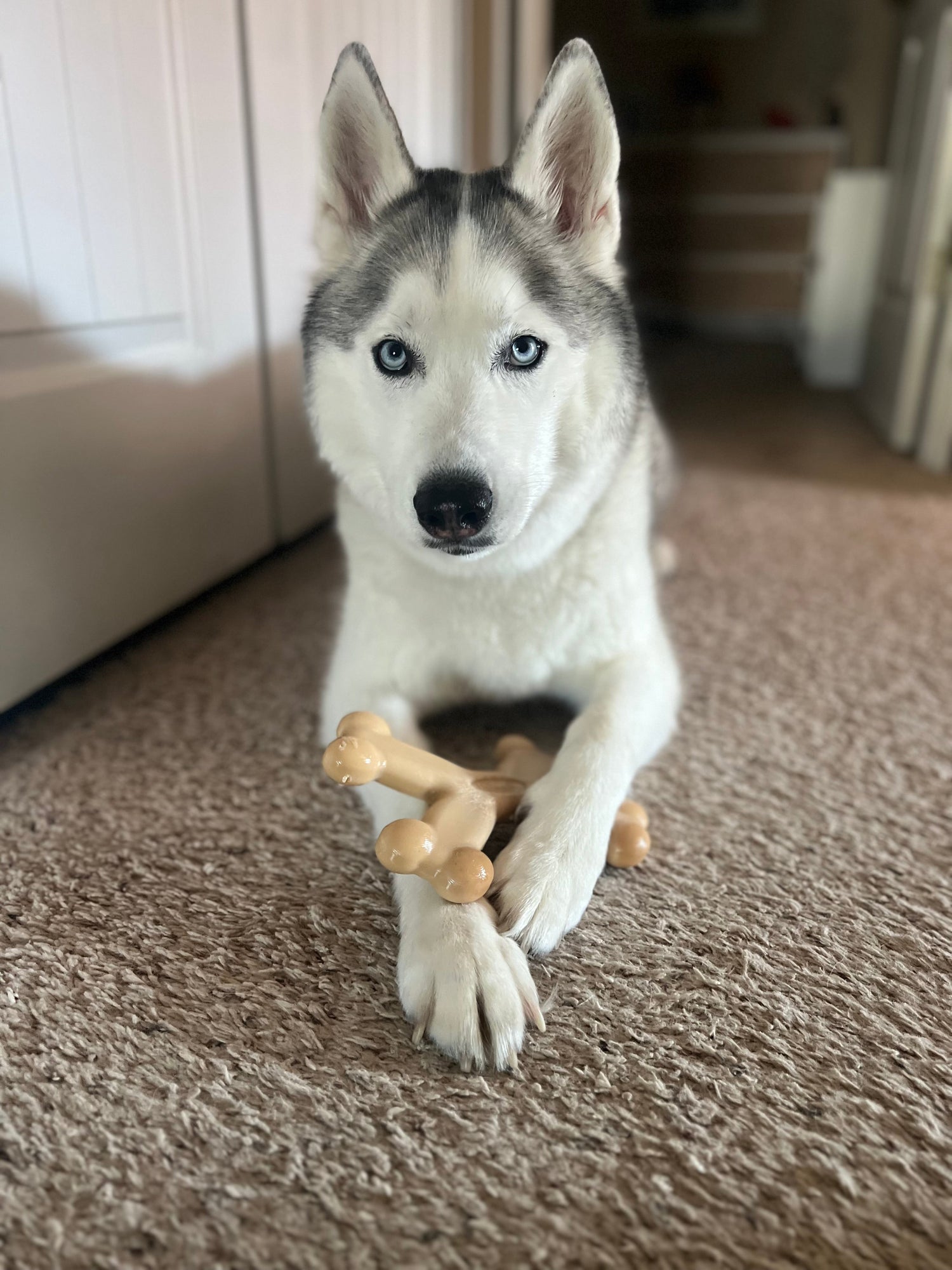Indestructible Dog Toys