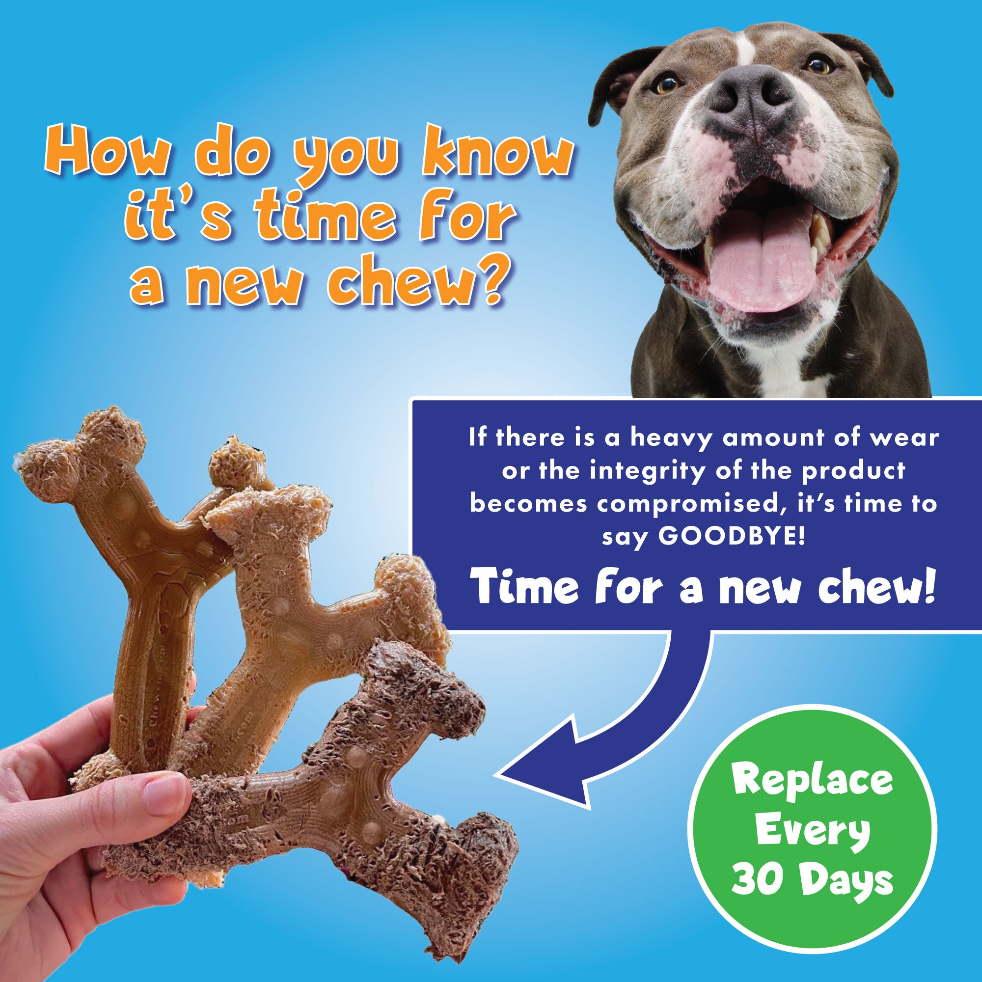 Dog with chew toy and text on a blue background showing when to replace