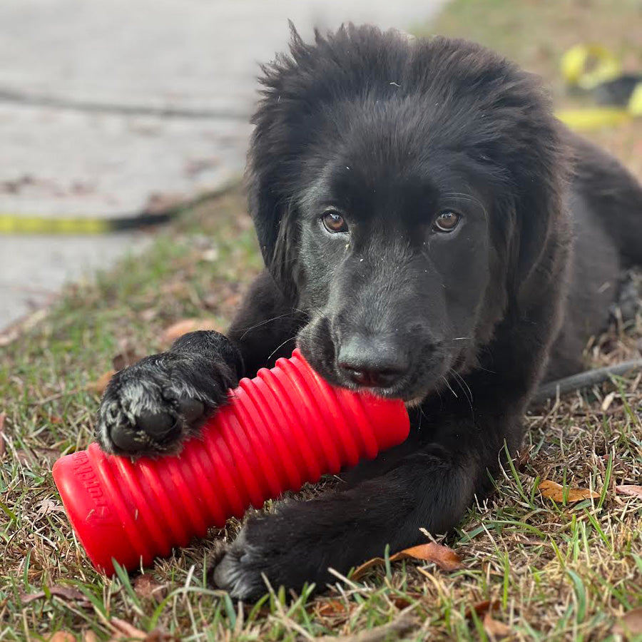 A fluffy black puppy lying on the grass happily chewing on a red Krunch'ems durable dog toy.