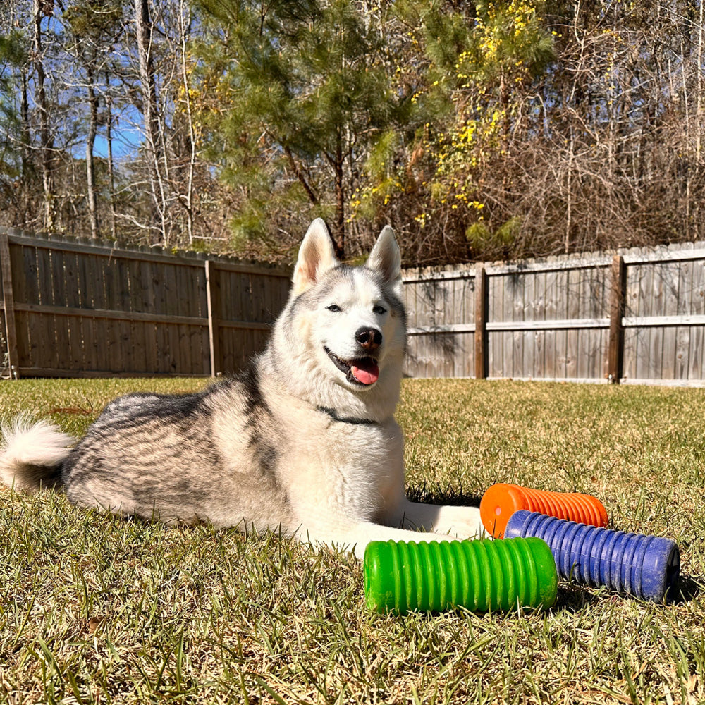 A happy Siberian Husky lying on the grass next to blue, orange, and green Krunch'ems dog chew toys.
