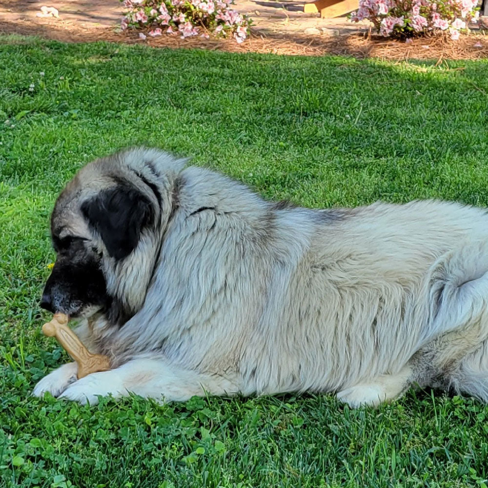 Dog chewing Chew'ems dog chew toy in yard