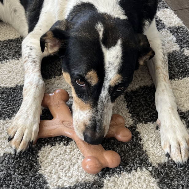 Dog lying on a checkered carpet with a Chew'ems X Bone