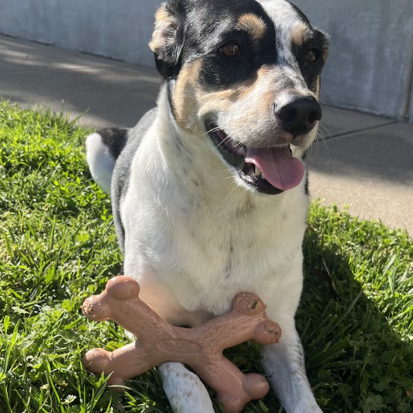 Dog sitting on grass with a Chew'ems X Bone