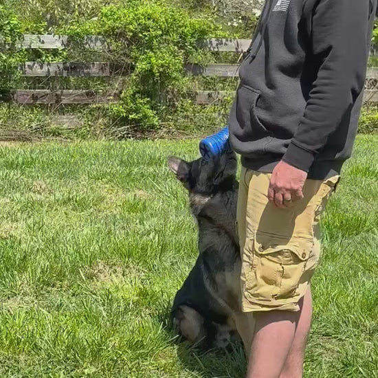 Dog with Krunch'ems chew toy