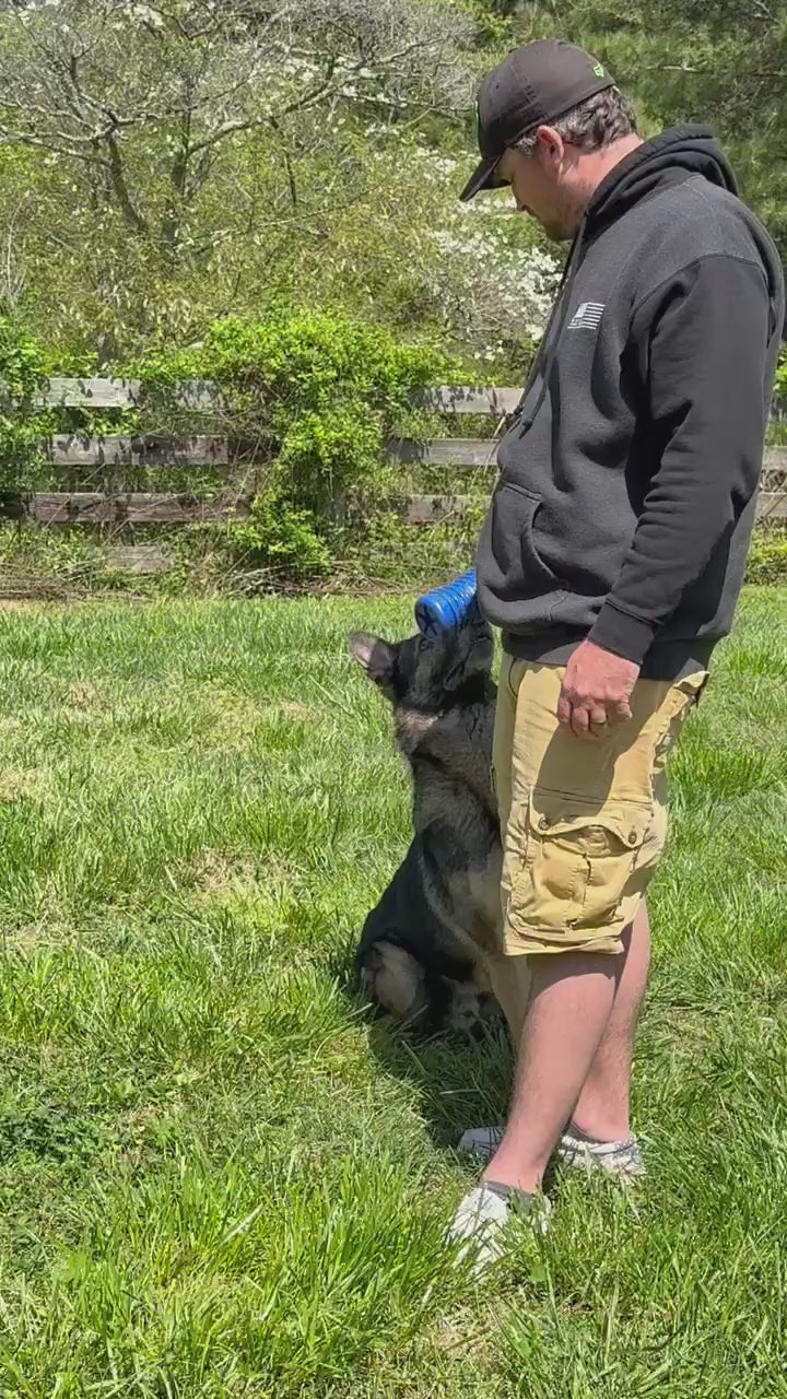 Dog with Krunch'ems chew toy