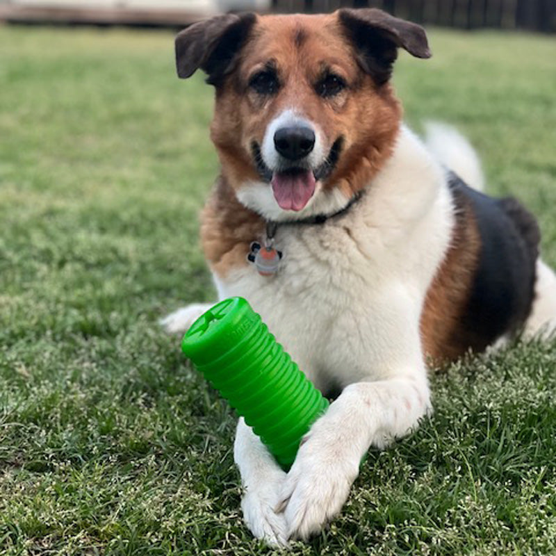 Dog playing on grass with Krunch'ems chew toy